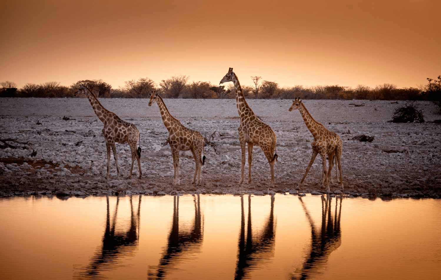 Boutique Safari