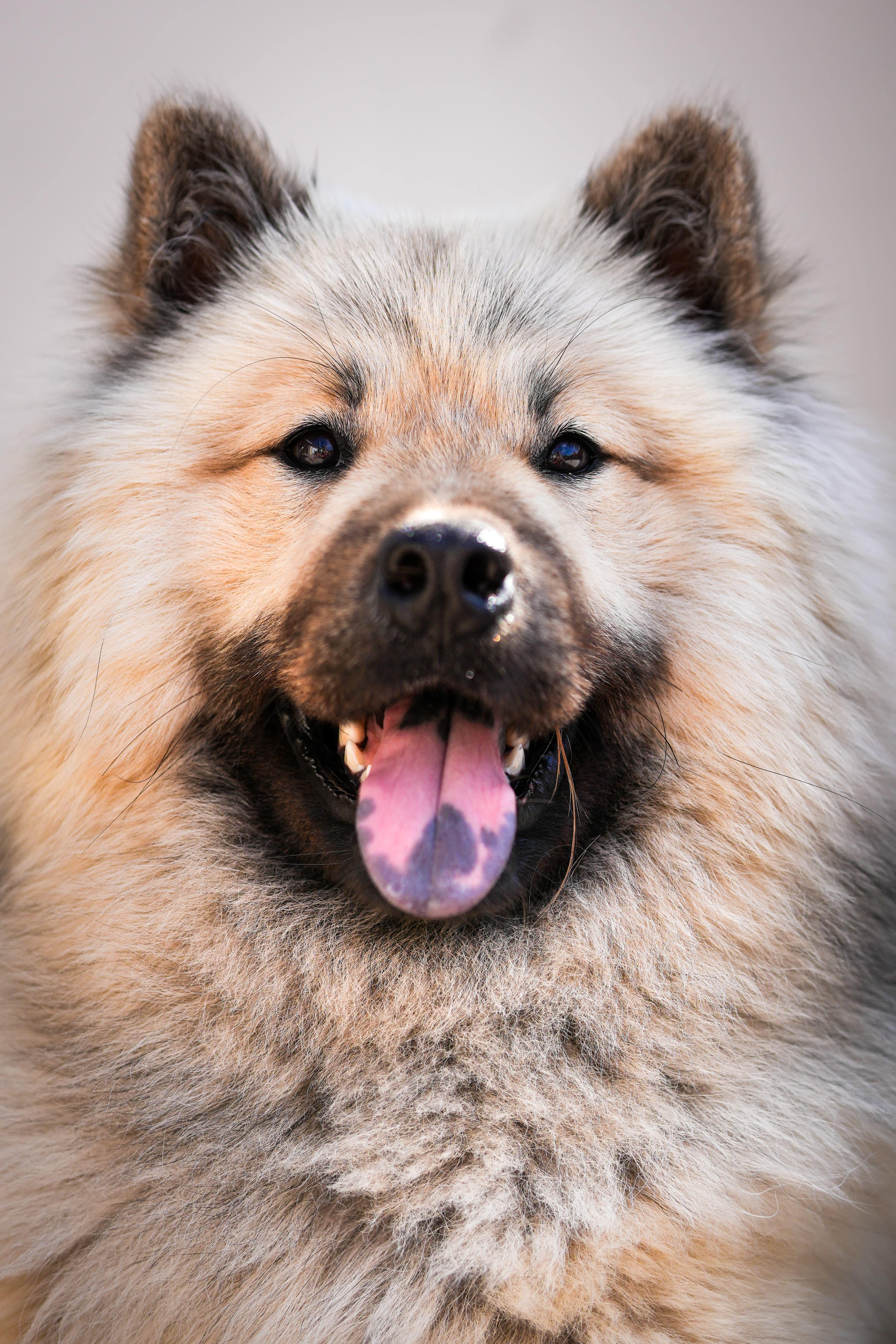 Portrait de chien